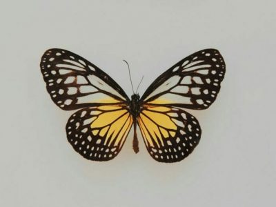 AI for Butterflies
